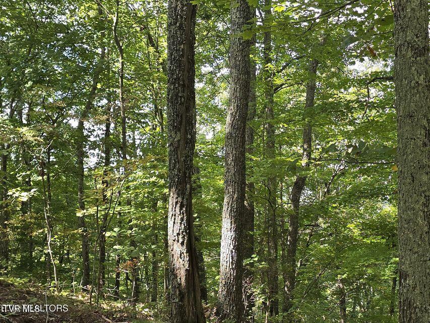 170 Parker Road Eidson, TN 37731 - Photo 35 of 60 35