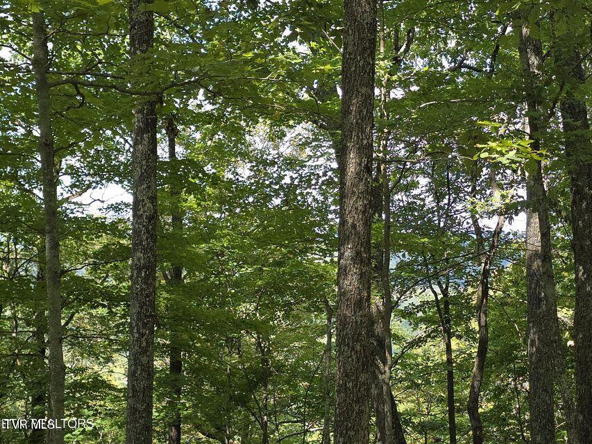 170 Parker Road Eidson, TN 37731 - Photo 36 of 60 36