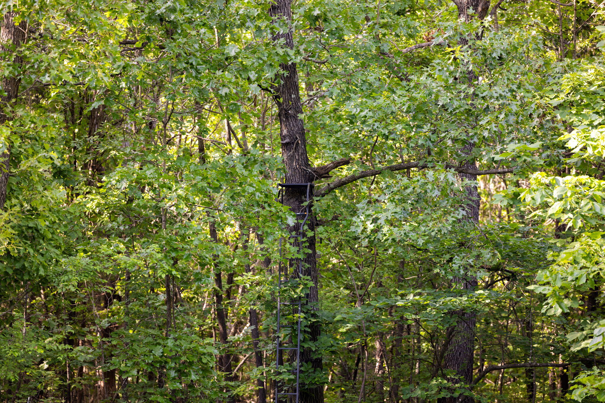 3093 South 25th Road Humansville, MO 65674 - Photo 57 of 62 64-web-or-mls-A-64