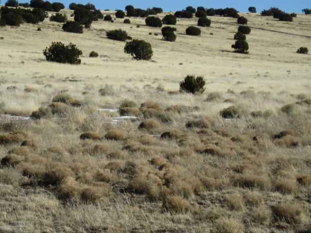 29 Cedar Gulch Ranch Concho, AZ 85924 - Photo 3 of 4