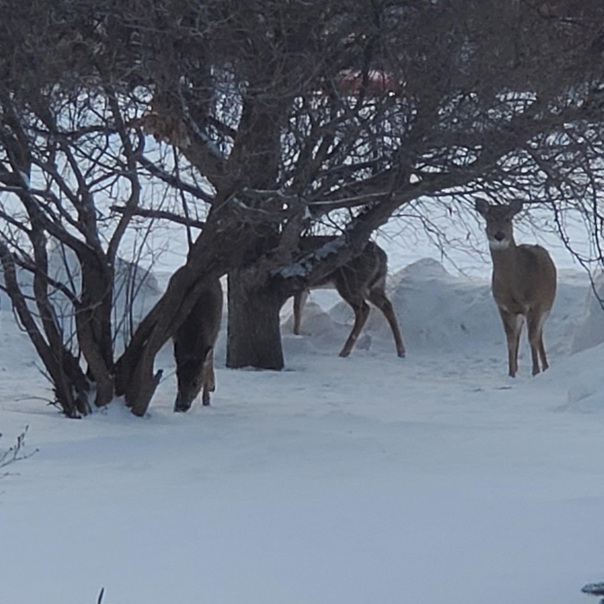 517 Springen Avenue Fergus Falls, MN 56537 - Photo 55 of 58