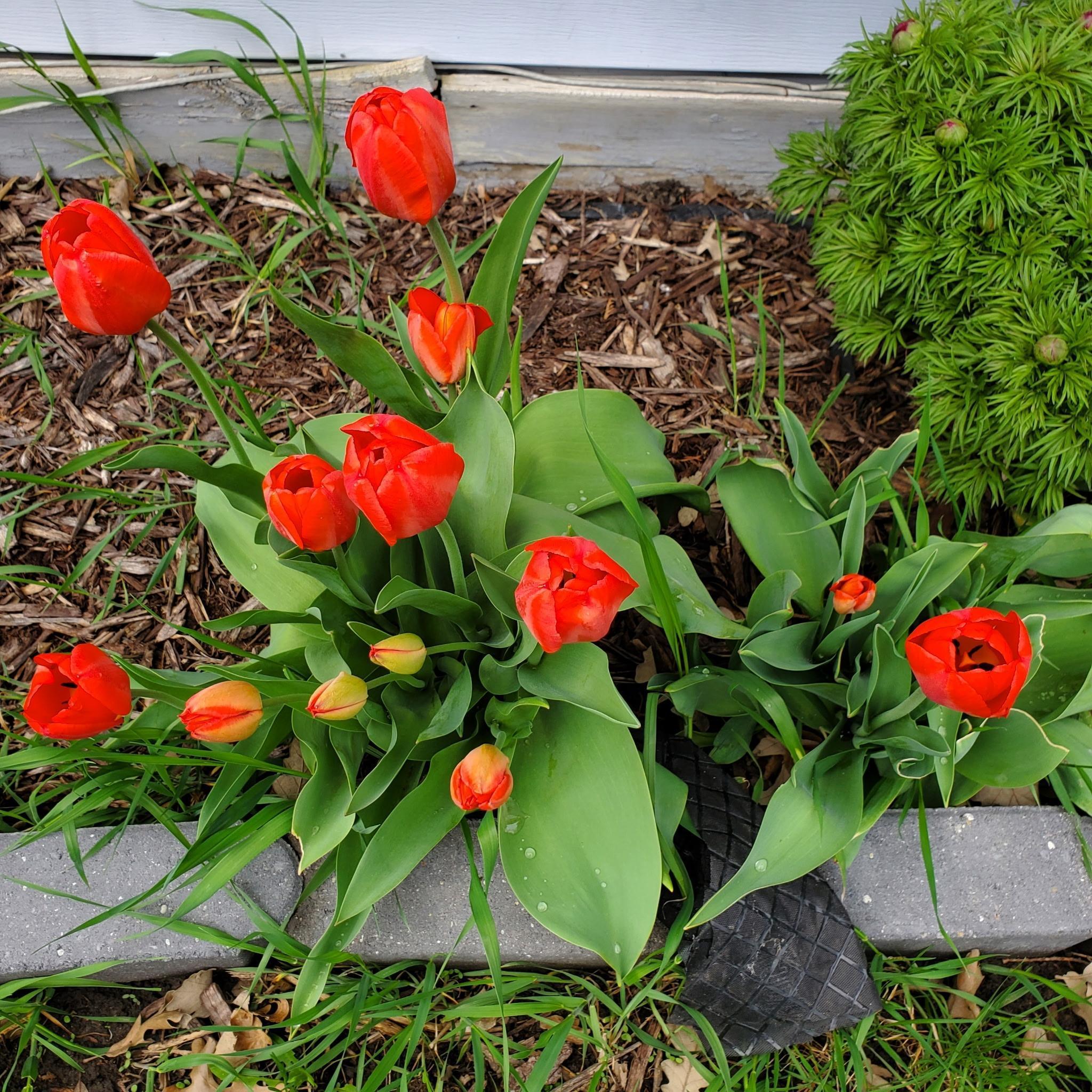 517 Springen Avenue Fergus Falls, MN 56537 - Photo 56 of 58