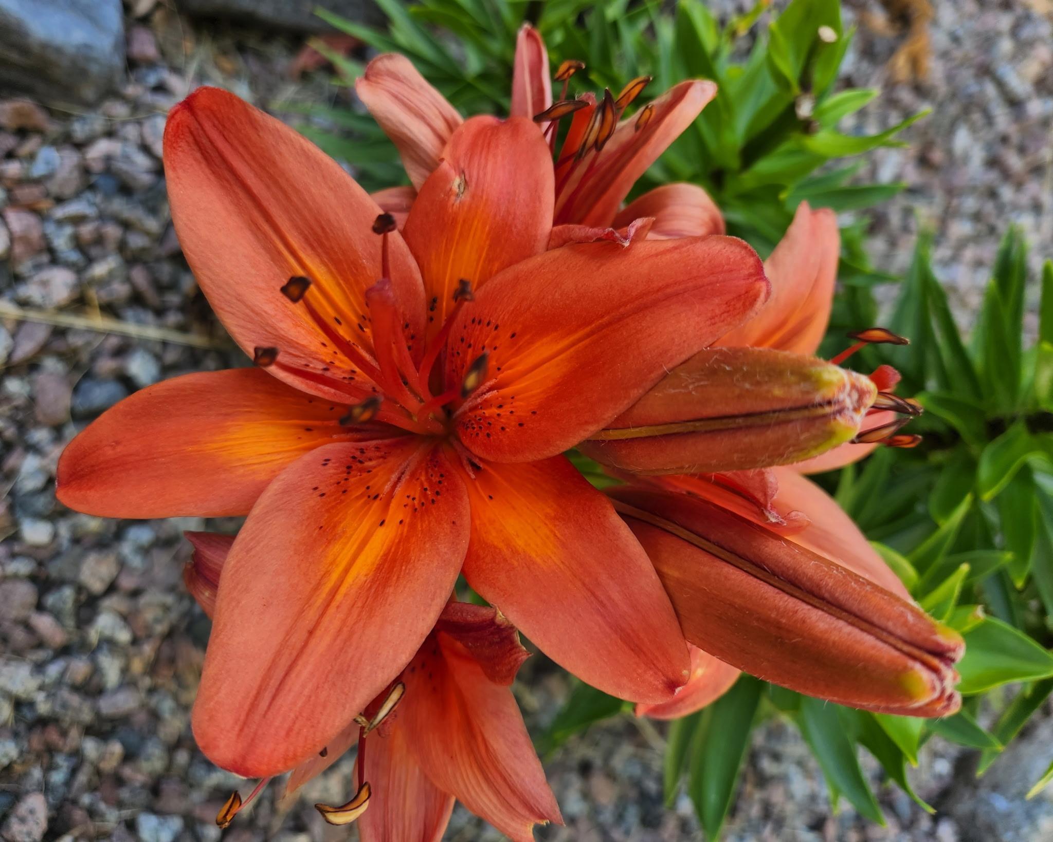 517 Springen Avenue Fergus Falls, MN 56537 - Photo 58 of 58