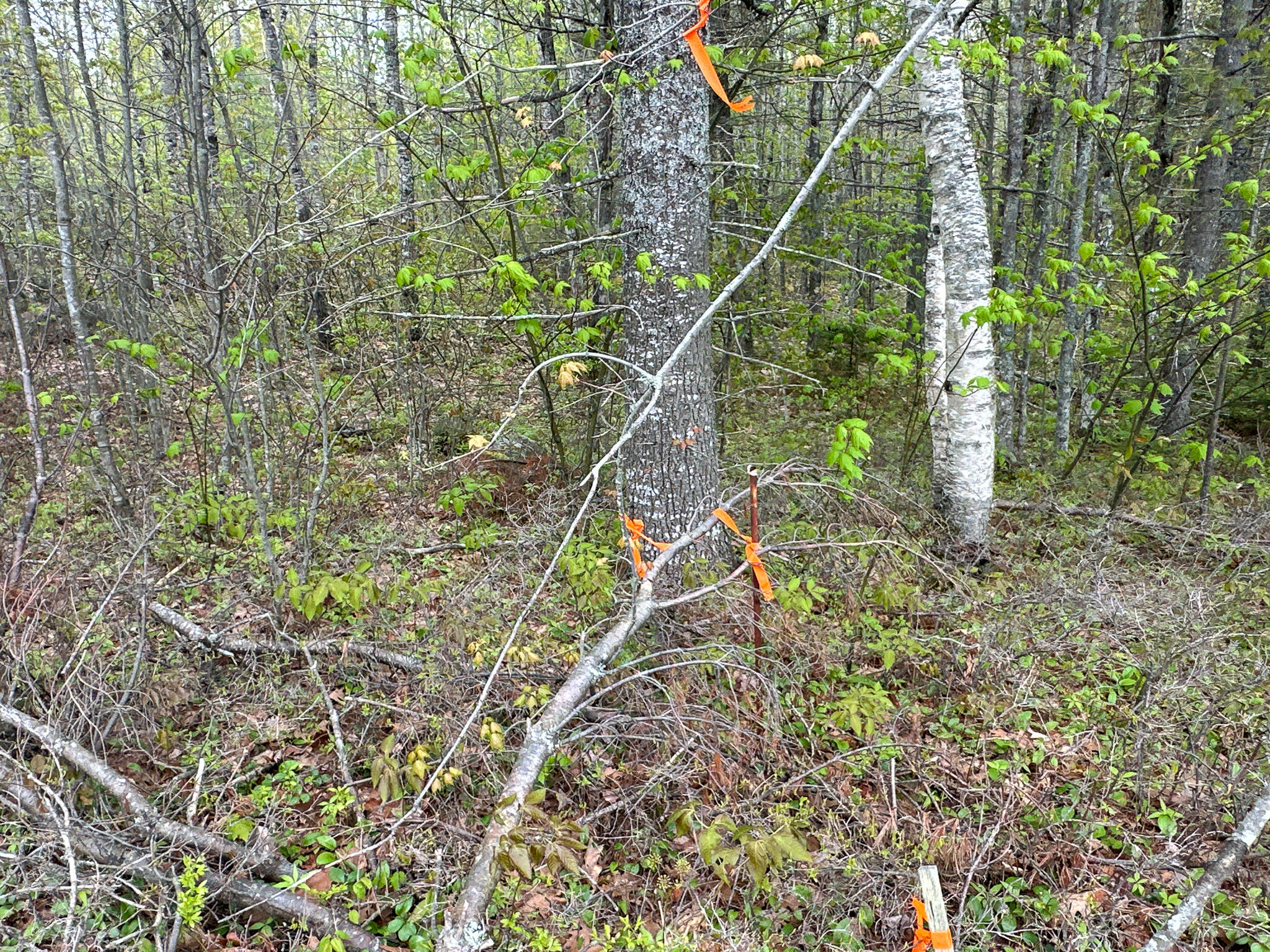 L16 Airline Road Cherryfield, ME 04622 - Photo 29 of 31 Photo May 22 2025, 7 32 04 AM (5)