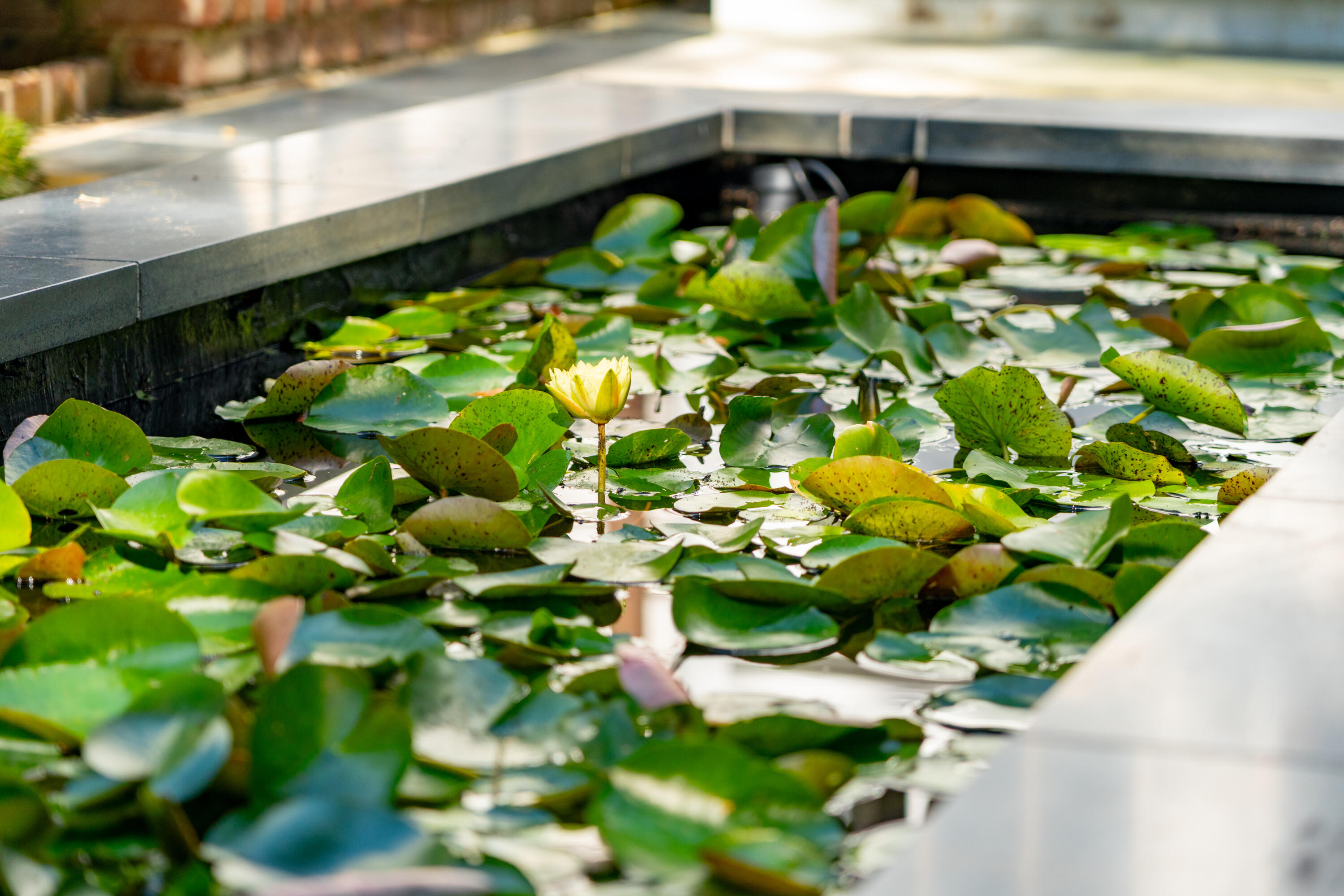 49 South Battery Charleston, SC 29401 - Photo 78 of 91 78