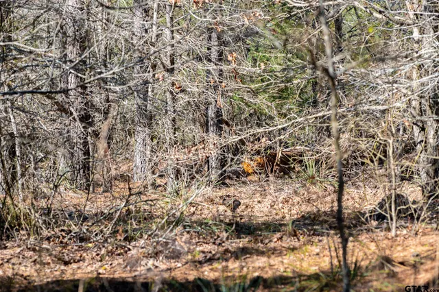 $5,208,696 | 0 Hwy 64 Ben Wheeler Tx 75754, Unit 1, Ben Wheeler, TX 75754