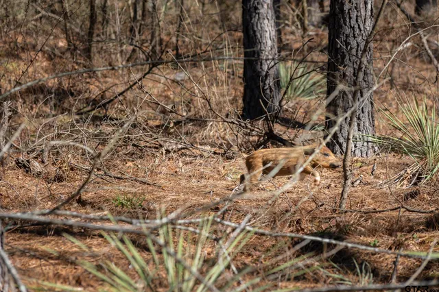 $5,208,696 | 0 Hwy 64 Ben Wheeler Tx 75754, Unit 1, Ben Wheeler, TX 75754