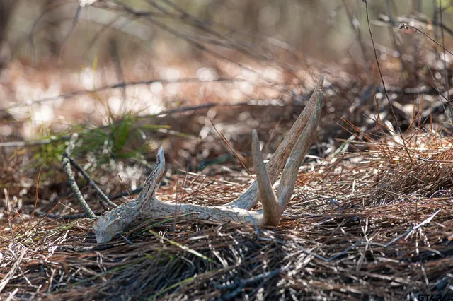 $5,208,696 | 0 Hwy 64 Ben Wheeler Tx 75754, Unit 1, Ben Wheeler, TX 75754