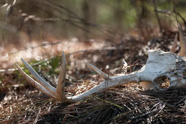 $5,208,696 | 0 Hwy 64 Ben Wheeler Tx 75754, Unit 1, Ben Wheeler, TX 75754