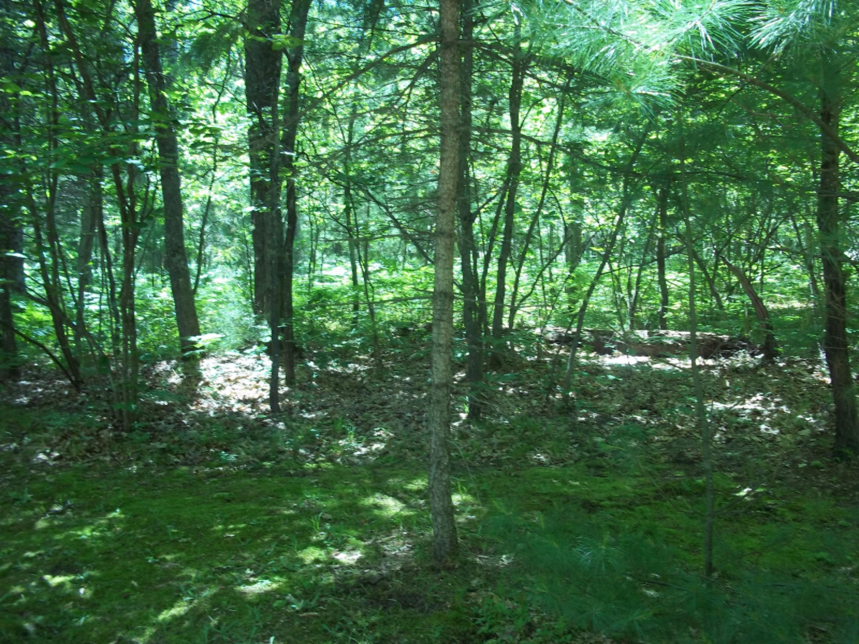 10242 Ziska Road Wellston, MI 49689 - Photo 28 of 29 110_0980