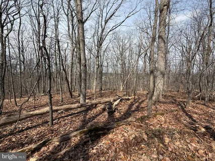 a view of a forest with trees