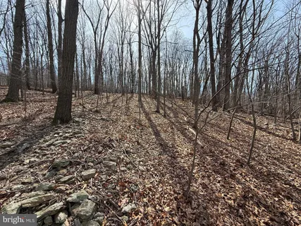 a view of a forest with trees