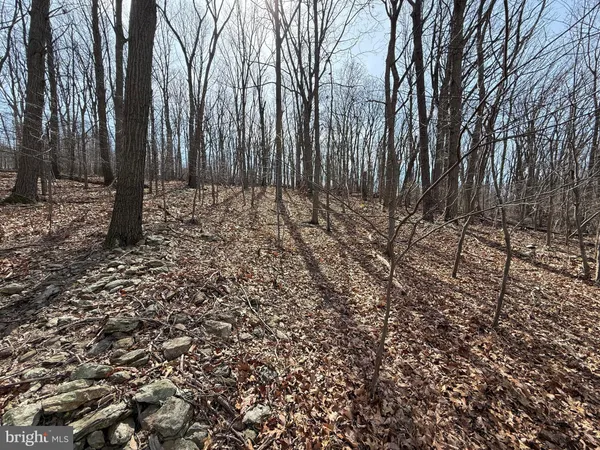 a view of a forest with trees