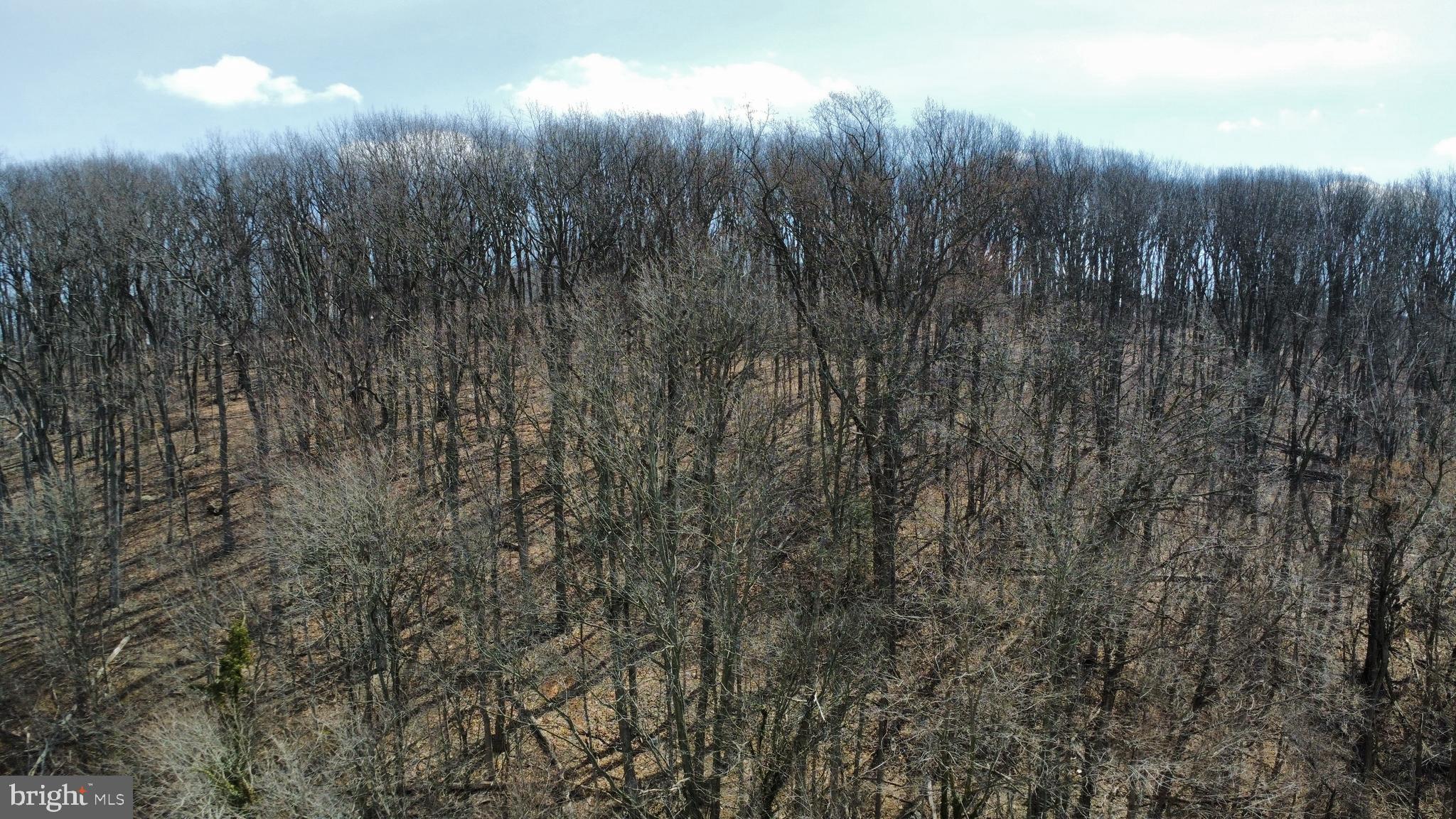 2849 Manchester Road Westminster, MD 21157 - Photo 6 of 9 a view of forest