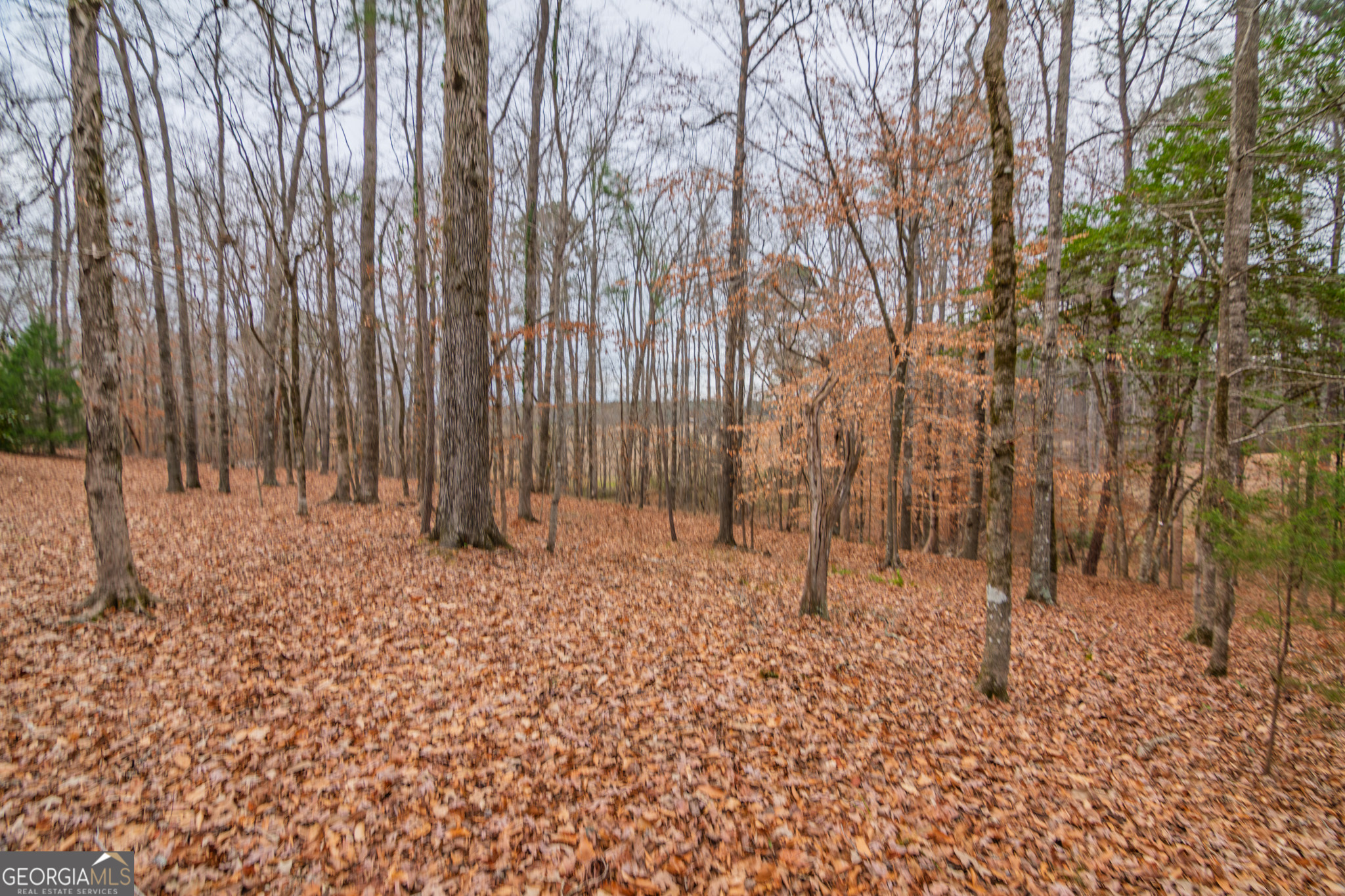 1578 Highway 208 Hamilton, GA 31811 - Photo 70 of 82 a backyard of a house with lots of green space