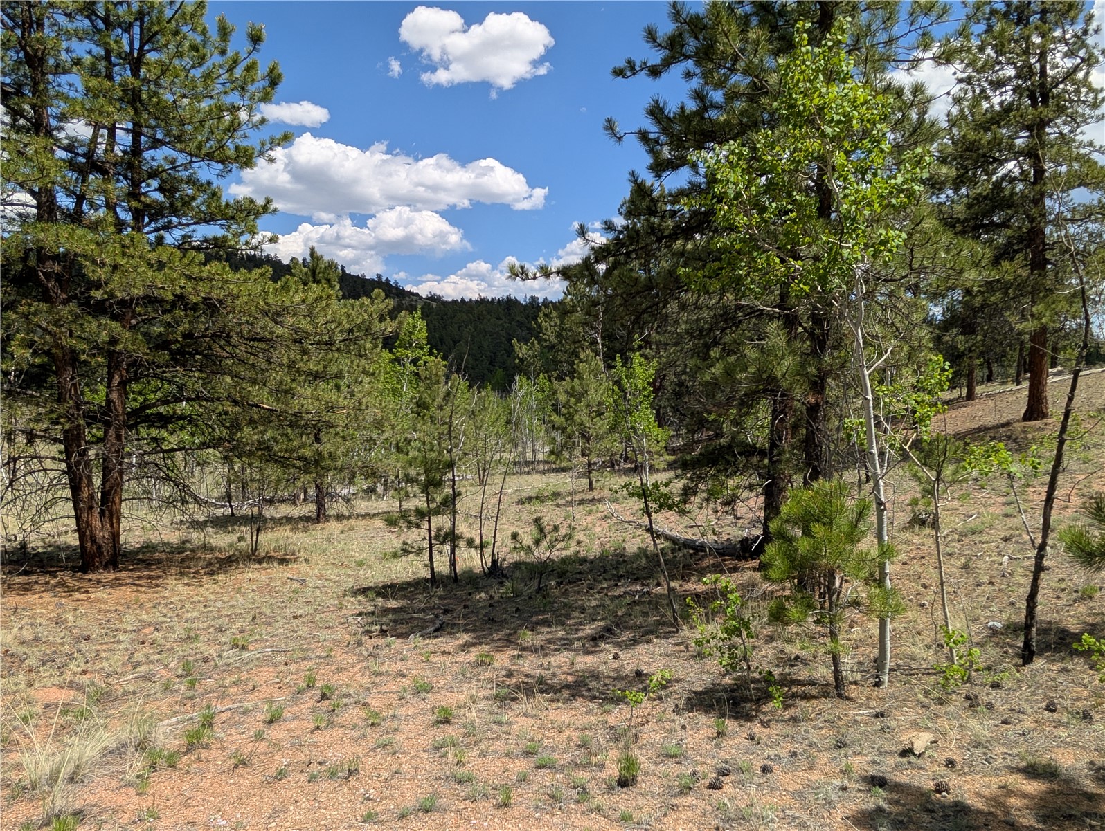 2053 Badger Creek Road Hartsel, CO 80449 - Photo 5 of 14 Gallery Image 5