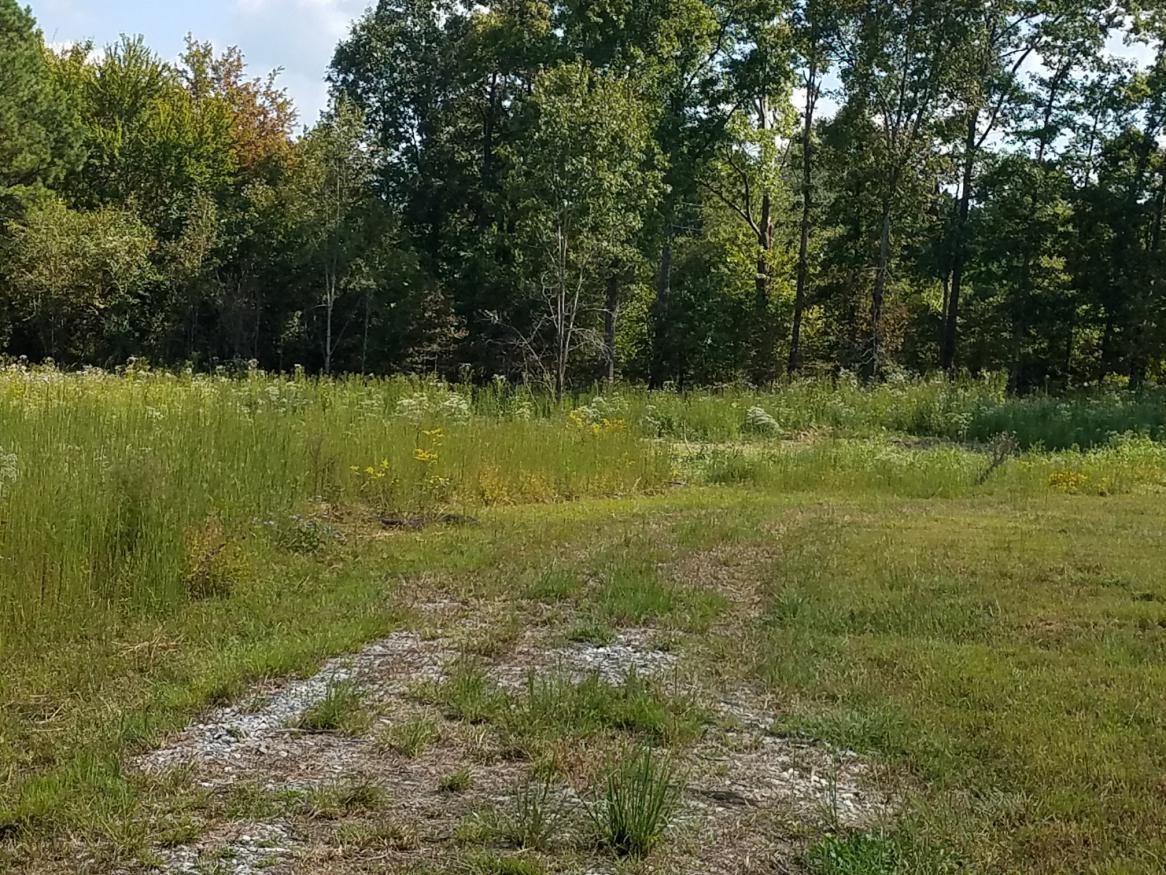 0 Pinewood Lake Road Nunnelly, TN 37137 - Photo 7 of 15 Gallery Image 7