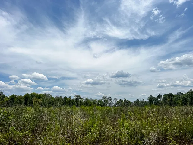 a view of a city with lush green forest