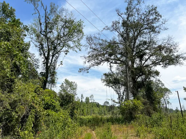 a view of a lake with trees in the background