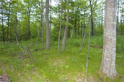 40 Reaves Road Curran, MI 48728 - Photo 3 of 6 Additional Photo