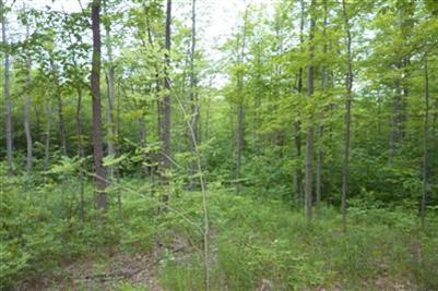 40 Reaves Road Curran, MI 48728 - Photo 6 of 6 Additional Photo