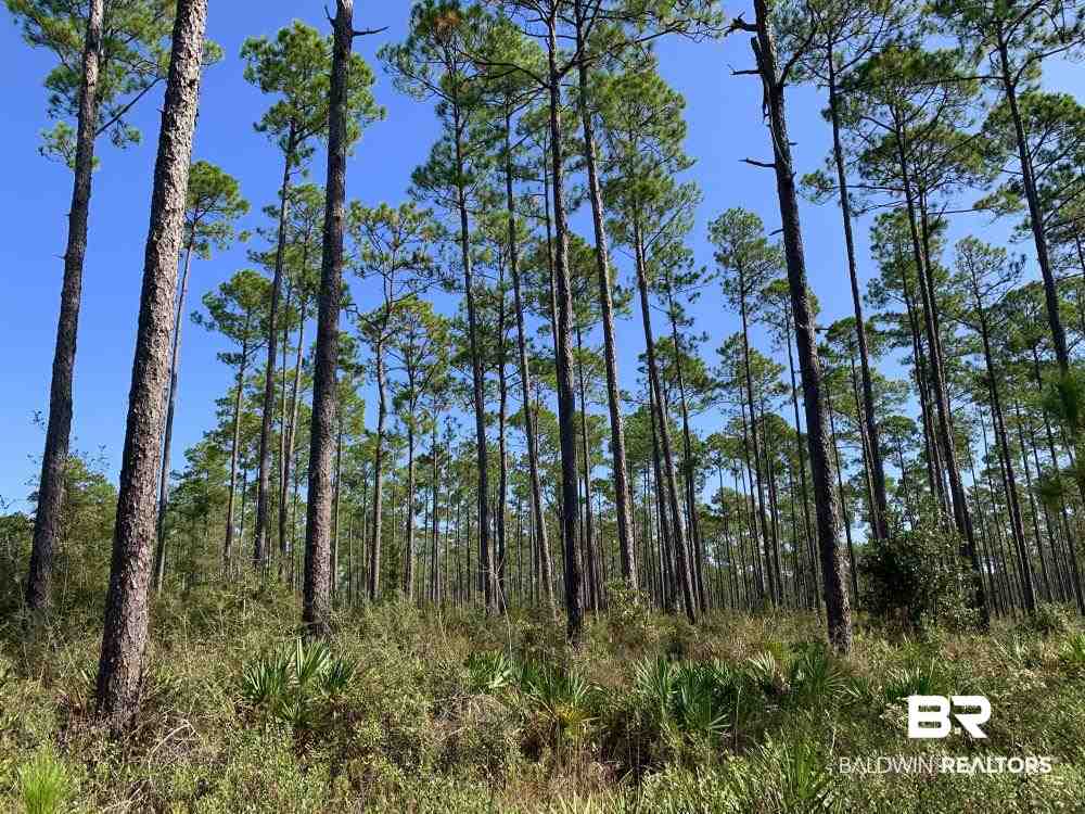 0 Three 3 Rivers Road Seminole, AL 36574 - Photo 16 of 27