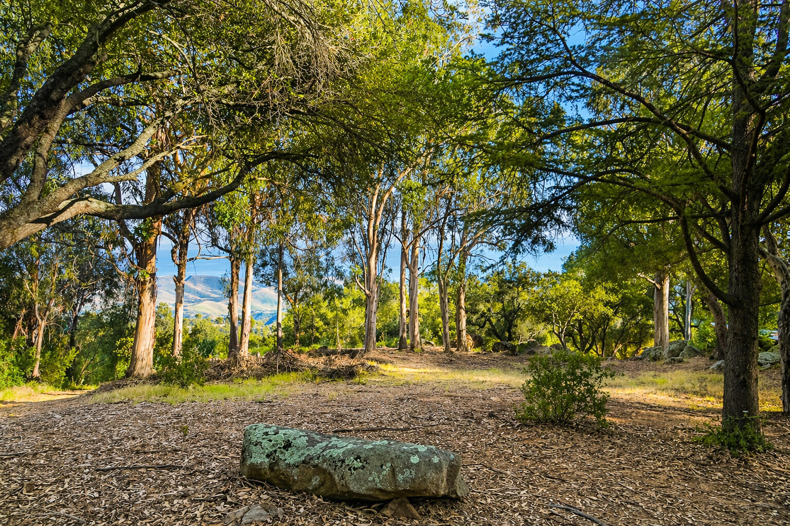 2111 Refugio Road Goleta, CA 93117 - Photo 19 of 22 a view of yard