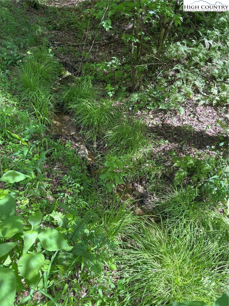 Round Hill Traphill, NC 28685 - Photo 11 of 12 a view of a lush green forest with large trees