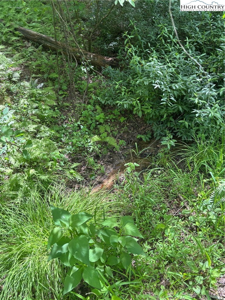 Round Hill Traphill, NC 28685 - Photo 12 of 12 a view of a lush green forest