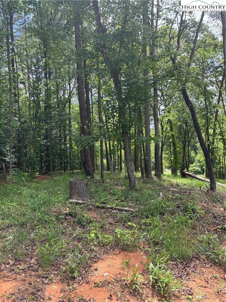 Round Hill Traphill, NC 28685 - Photo 6 of 12 a view of a forest with trees