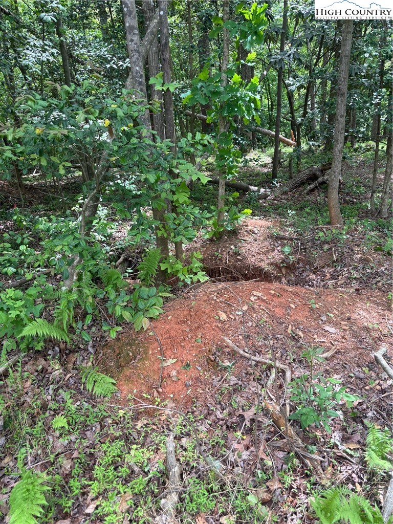 Round Hill Traphill, NC 28685 - Photo 7 of 12 a view of a yard with plants and a tree
