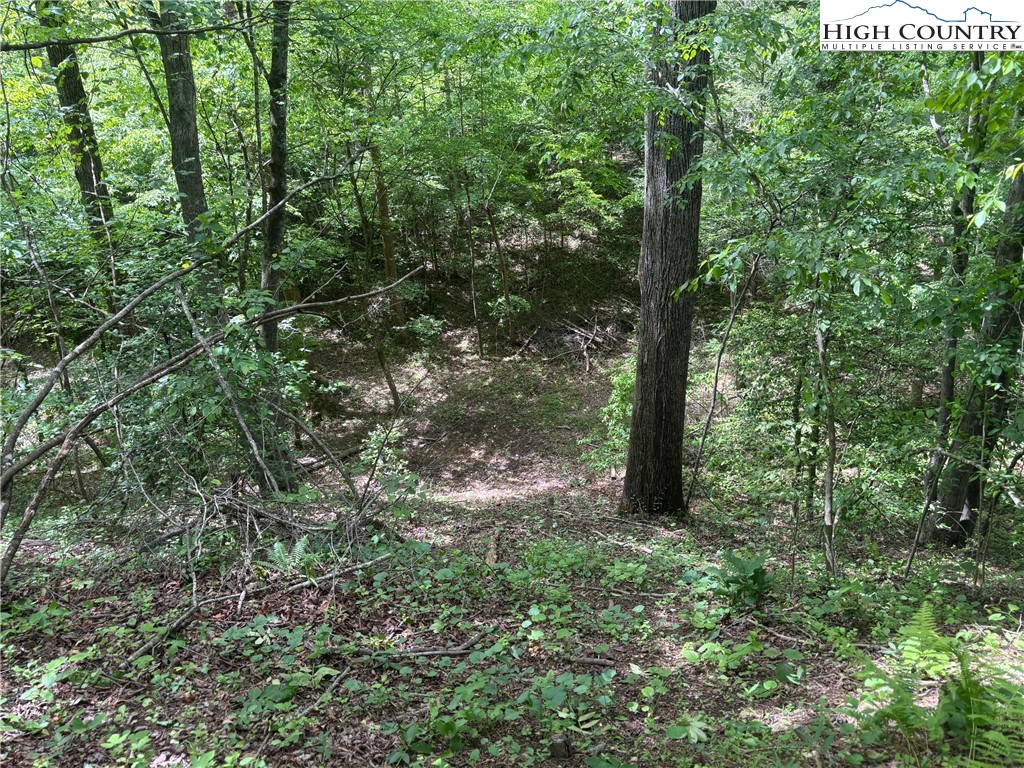Round Hill Traphill, NC 28685 - Photo 9 of 12 a view of trees in a yard