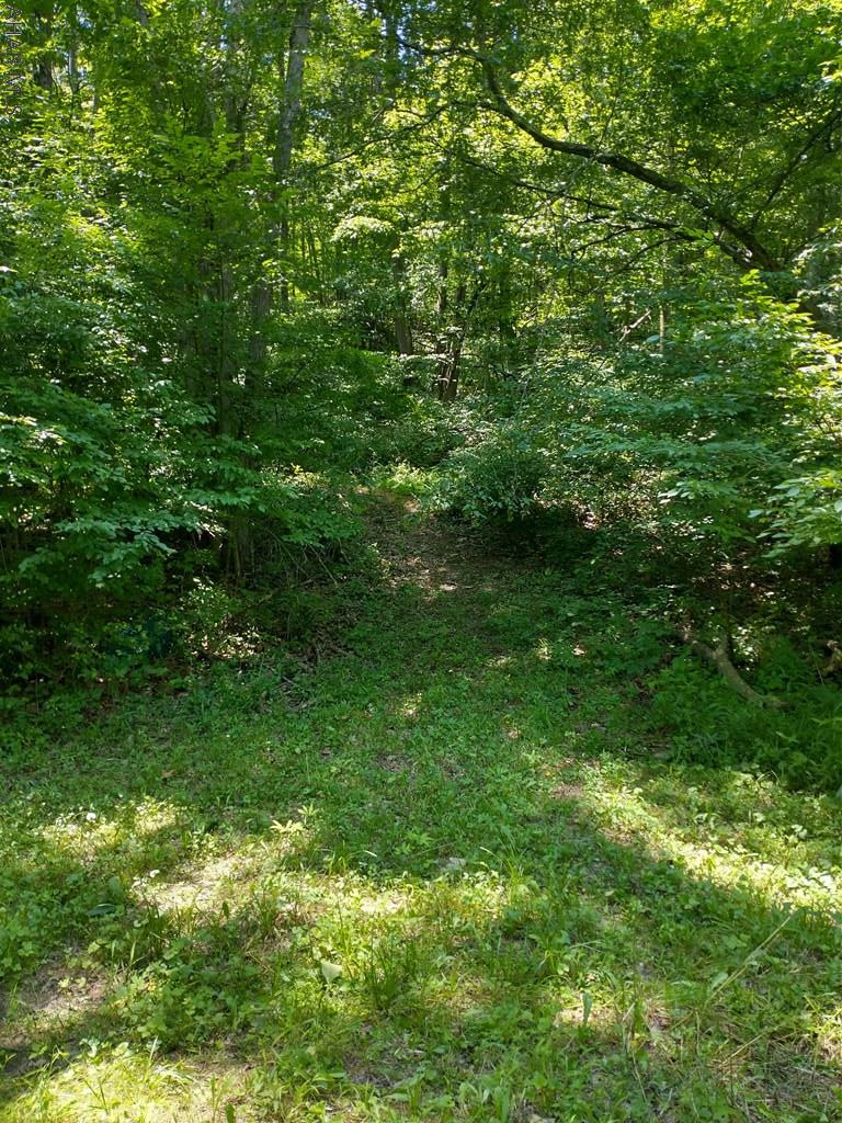 Off Smith Road Clearville, PA 15535 - Photo 22 of 47 a view of a lush green forest