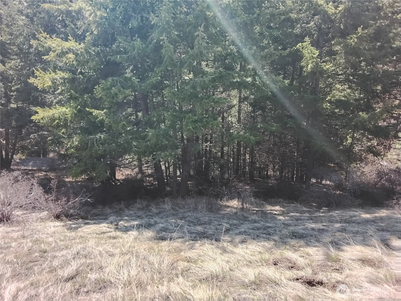 26 Mule Deer Ridge Road Oroville, WA 98844 - Photo 8 of 14 a view of a yard with large trees