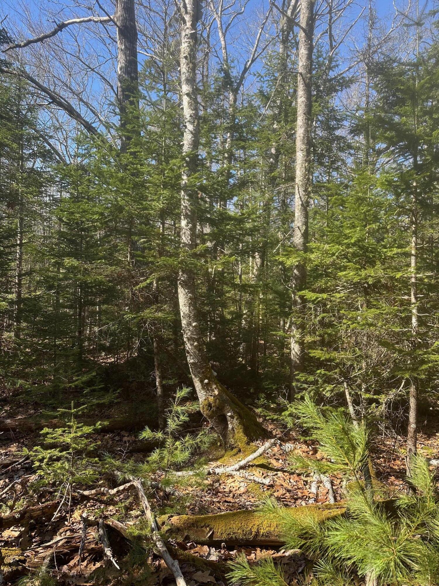 0 Route 1 Route Gouldsboro, ME 04607 - Photo 6 of 12