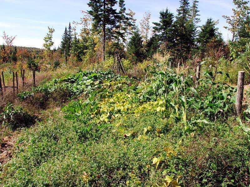 418 Hemore Road Ludlow, ME 04730 - Photo 9 of 35 Land.