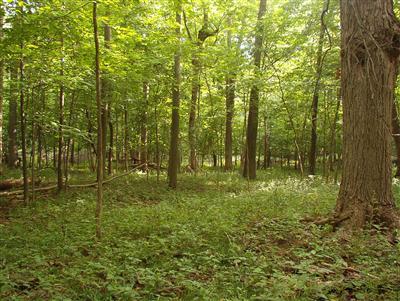 1160 Hopkins Road, Unit L Lyons, MI 48851 - Photo 4 of 7 Additional Photo