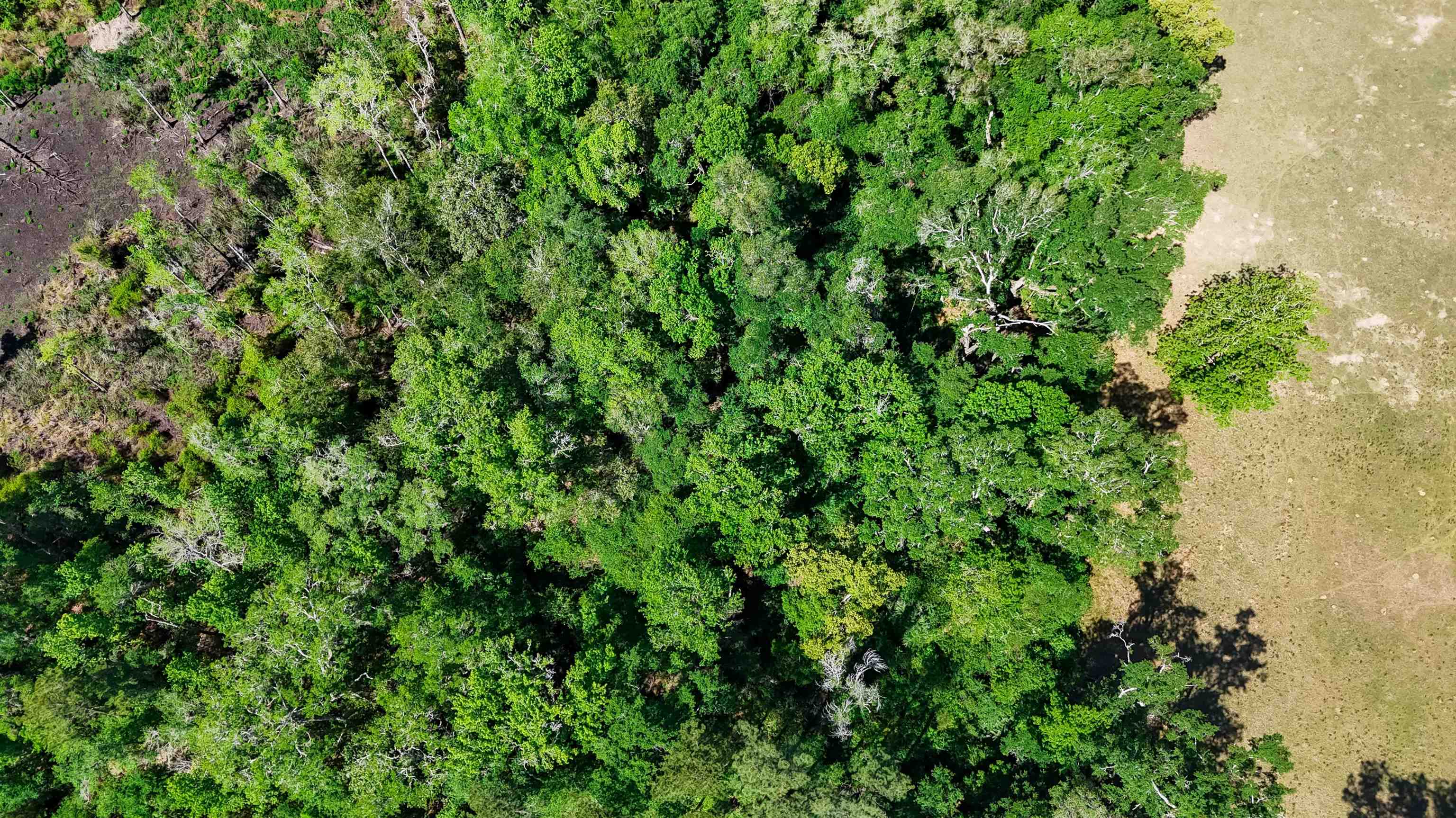 Xxx Hopson Road Monticello, FL 32344 - Photo 12 of 29