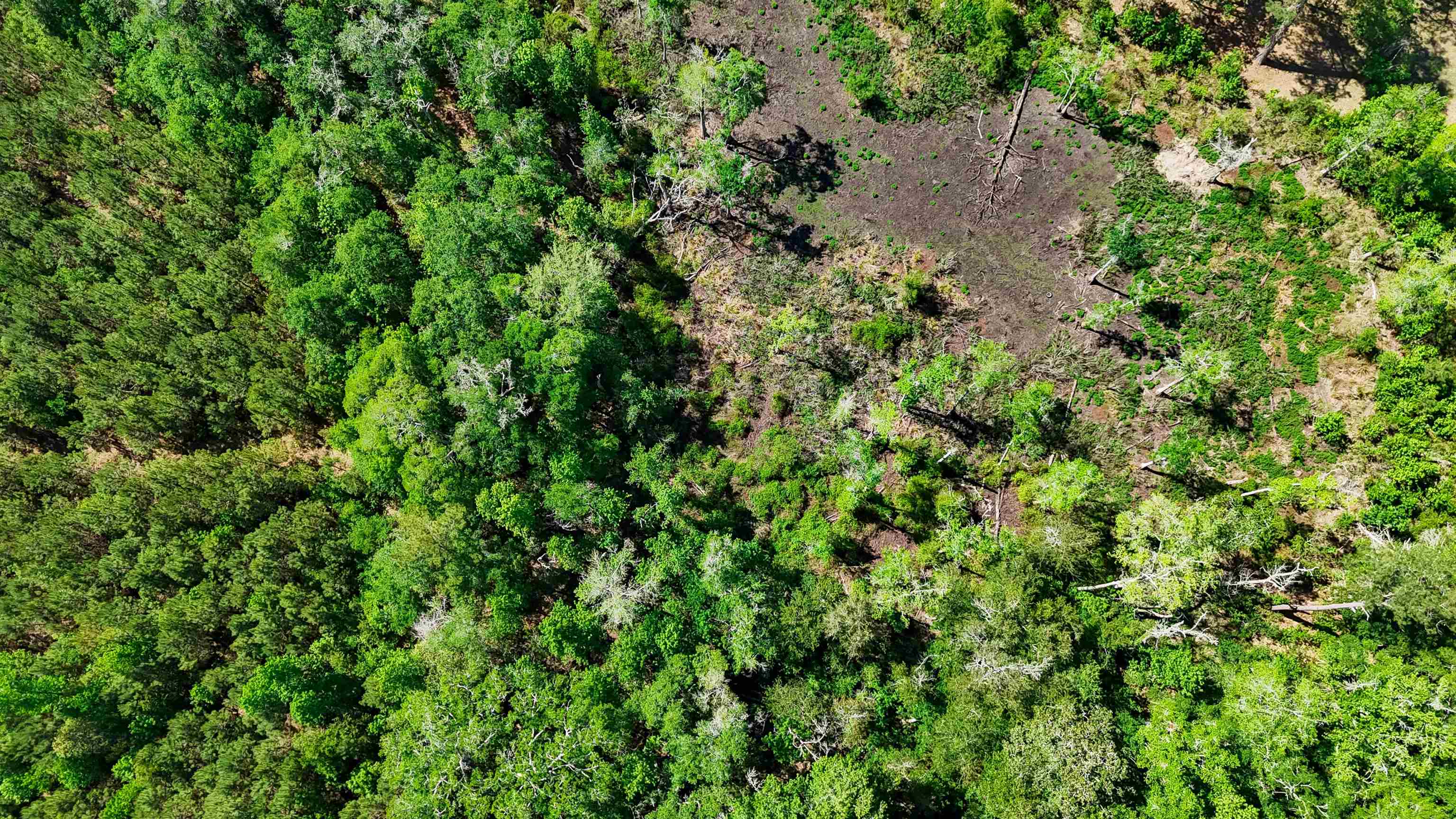 Xxx Hopson Road Monticello, FL 32344 - Photo 13 of 29