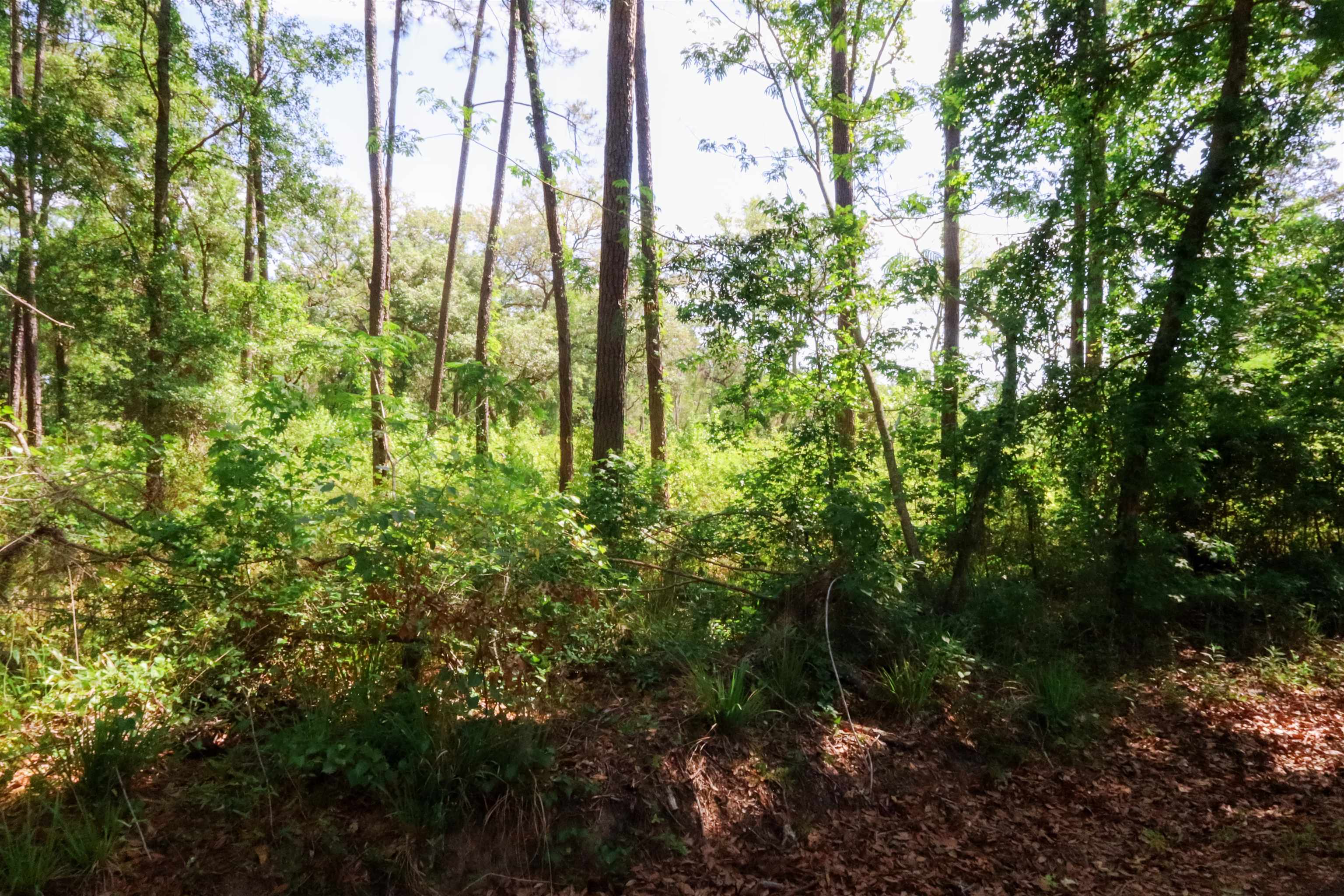 Xxx Hopson Road Monticello, FL 32344 - Photo 19 of 29