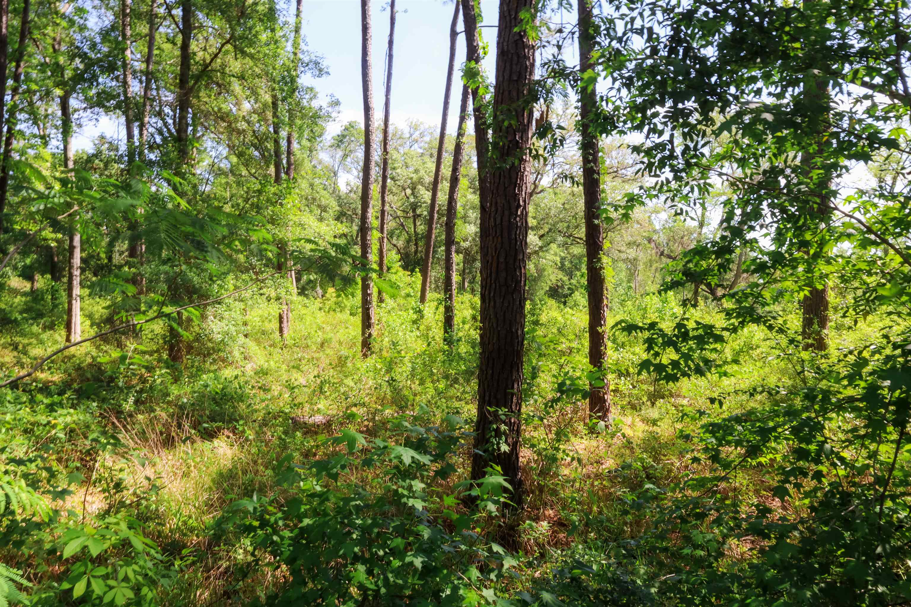 Xxx Hopson Road Monticello, FL 32344 - Photo 24 of 29