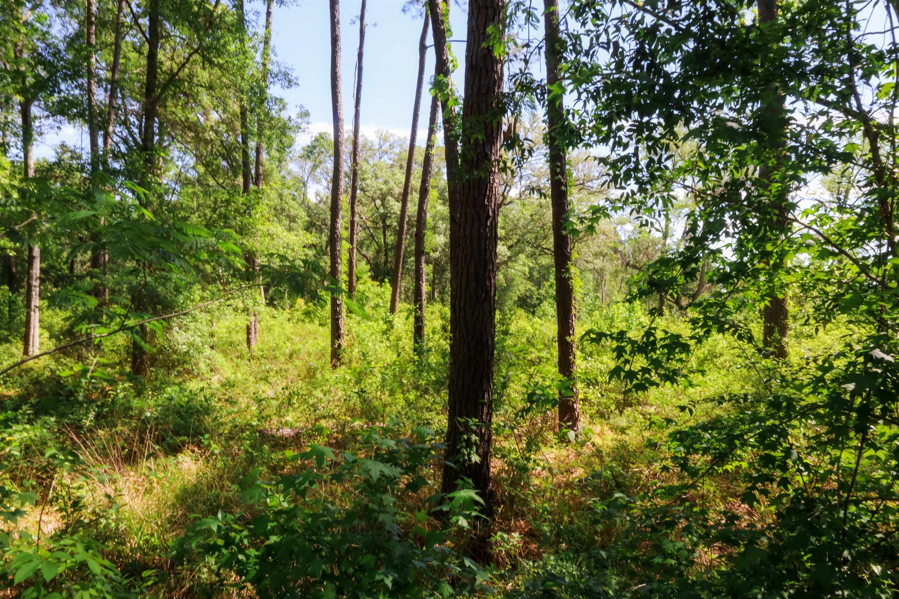 Xxx Hopson Road Monticello, FL 32344 - Photo 25 of 29