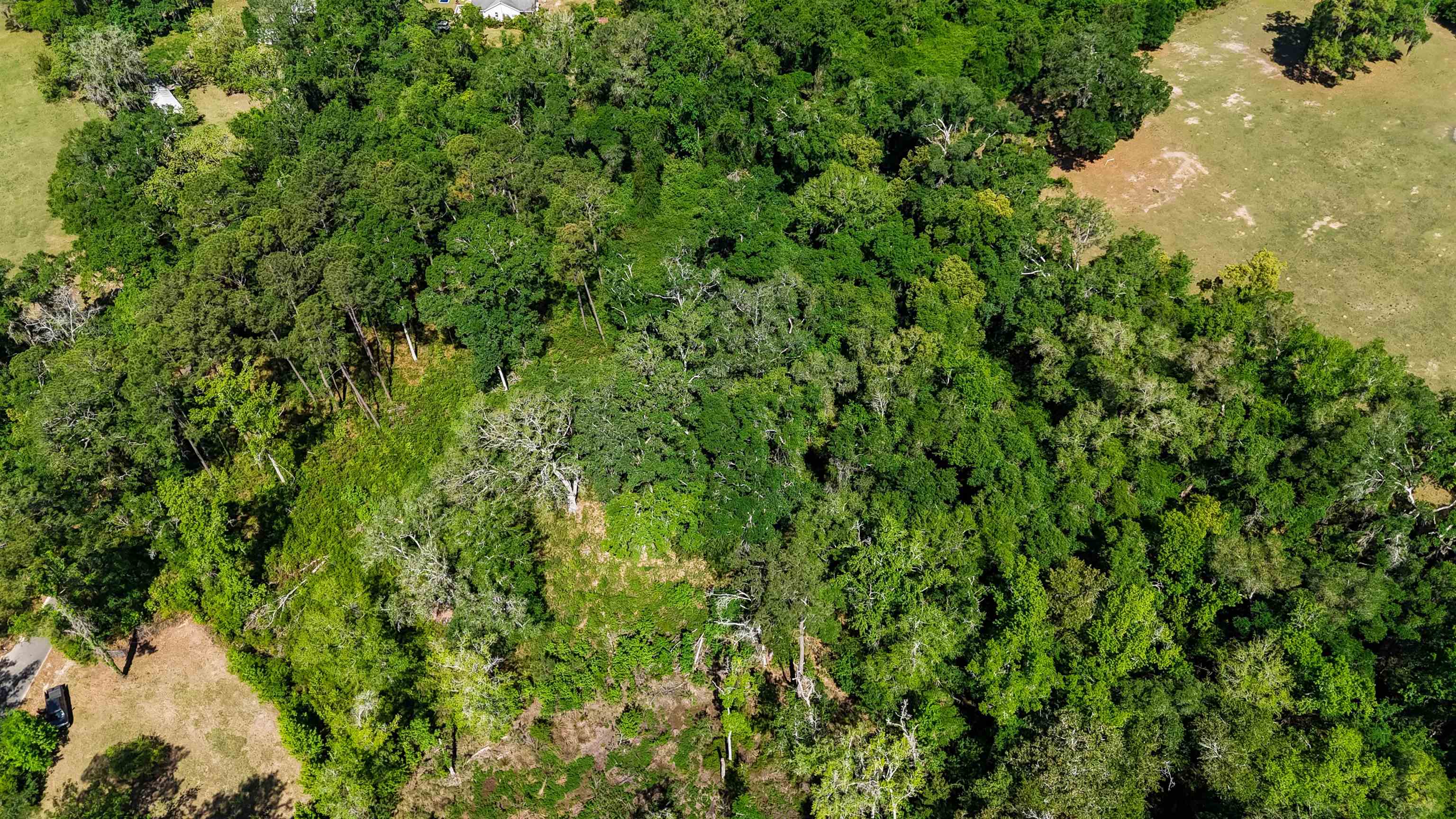 Xxx Hopson Road Monticello, FL 32344 - Photo 10 of 29