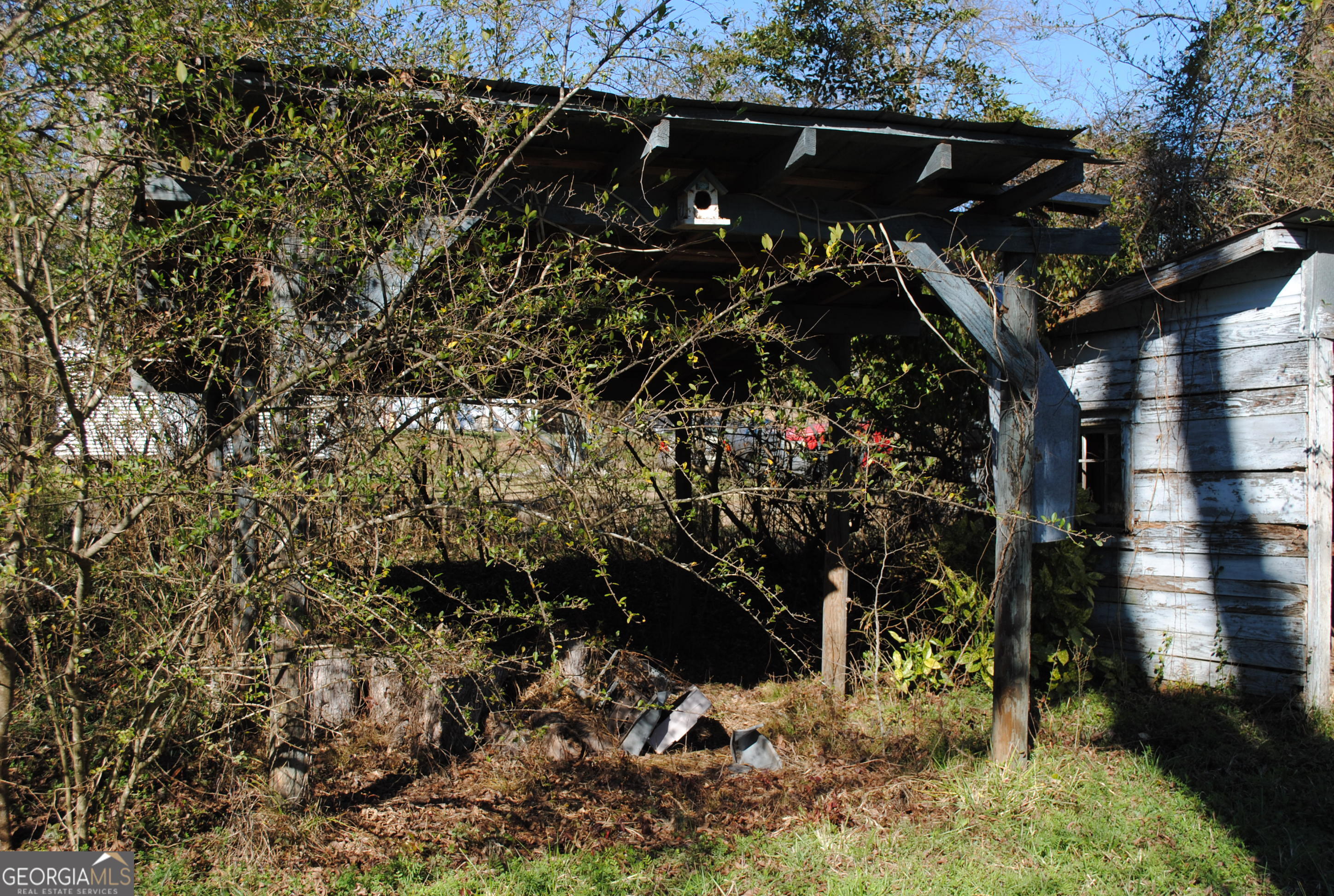 9822 Jones Street Sparta, GA 31087 - Photo 43 of 52 a picture of tree