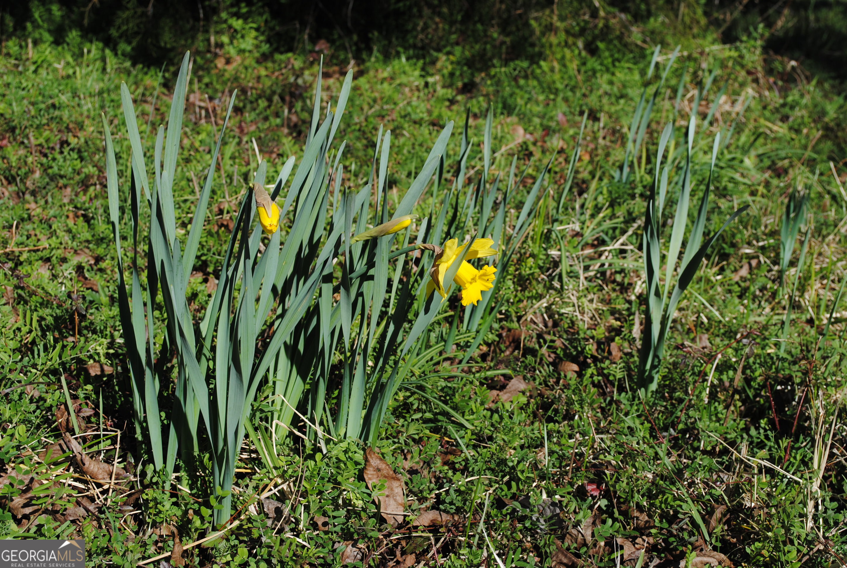 9822 Jones Street Sparta, GA 31087 - Photo 44 of 52 a view of a garden