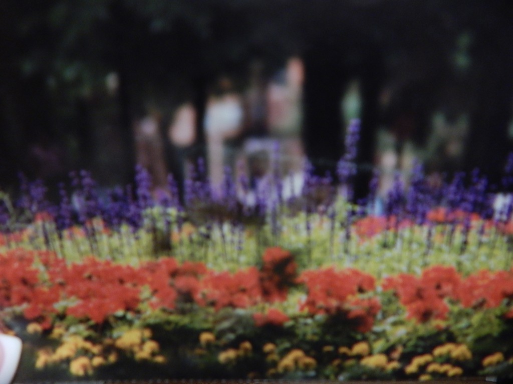 50 Searle Road South Hadley, MA 01075 - Photo 25 of 30 a view of a yard with flowers