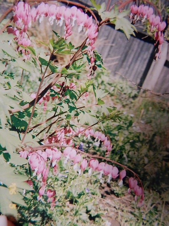 50 Searle Road South Hadley, MA 01075 - Photo 26 of 30 a picture of flowers