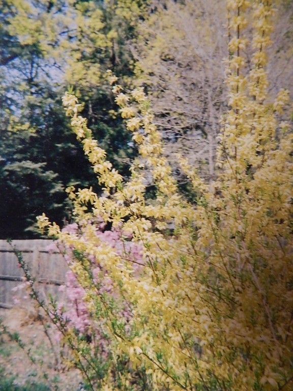 50 Searle Road South Hadley, MA 01075 - Photo 27 of 30 a view of a dry yard