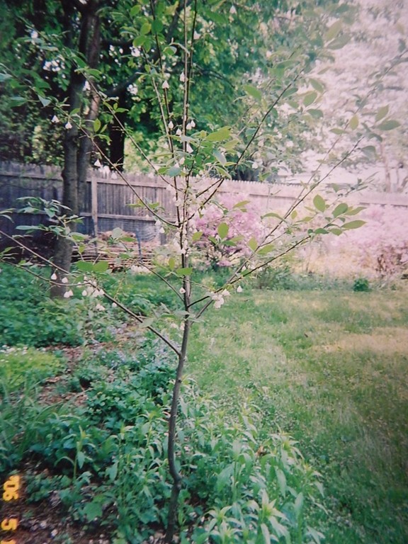 50 Searle Road South Hadley, MA 01075 - Photo 28 of 30 a backyard of a house with lots of green space