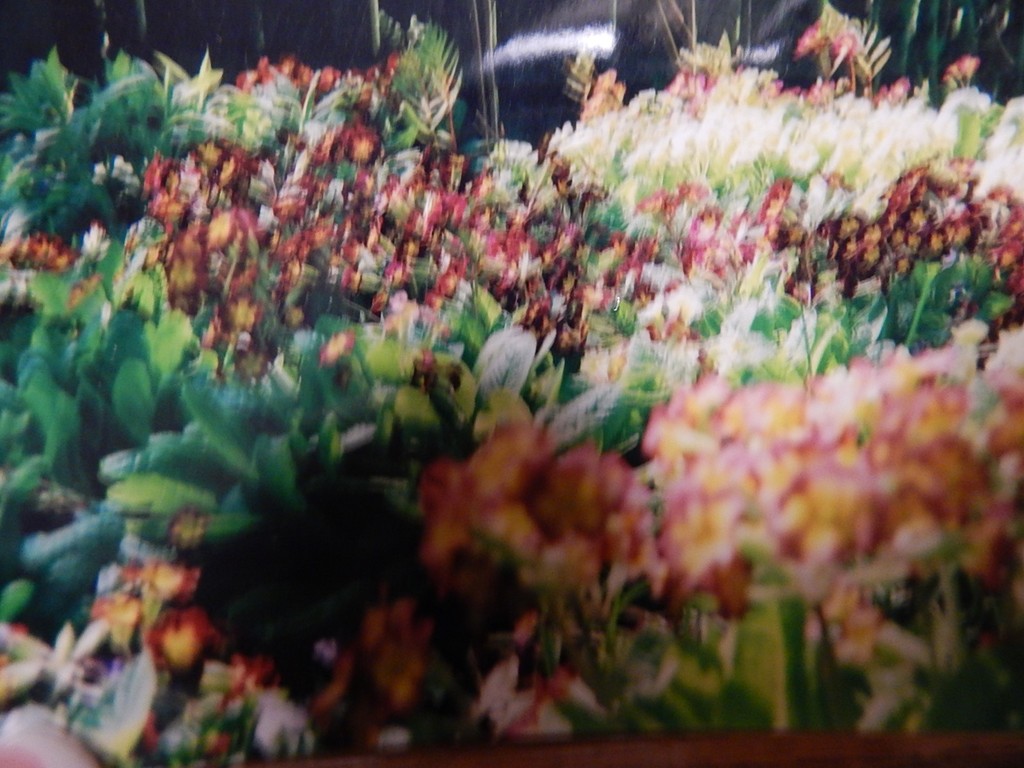 50 Searle Road South Hadley, MA 01075 - Photo 29 of 30 a close up of a flowers